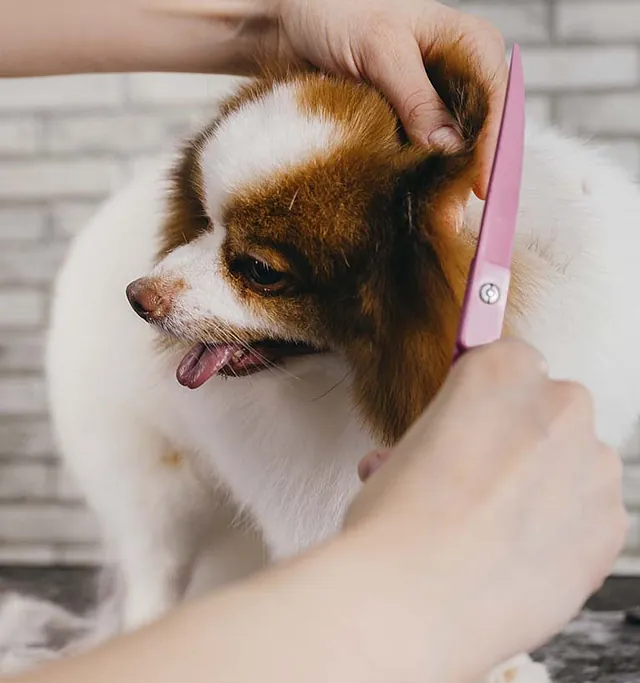 Perro en peluquería 